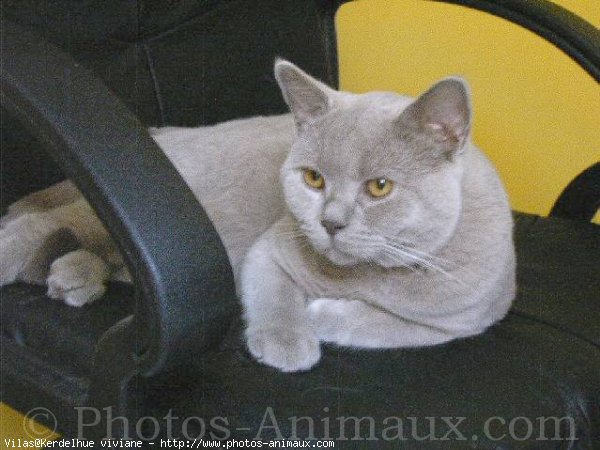 Photo de British shorthair