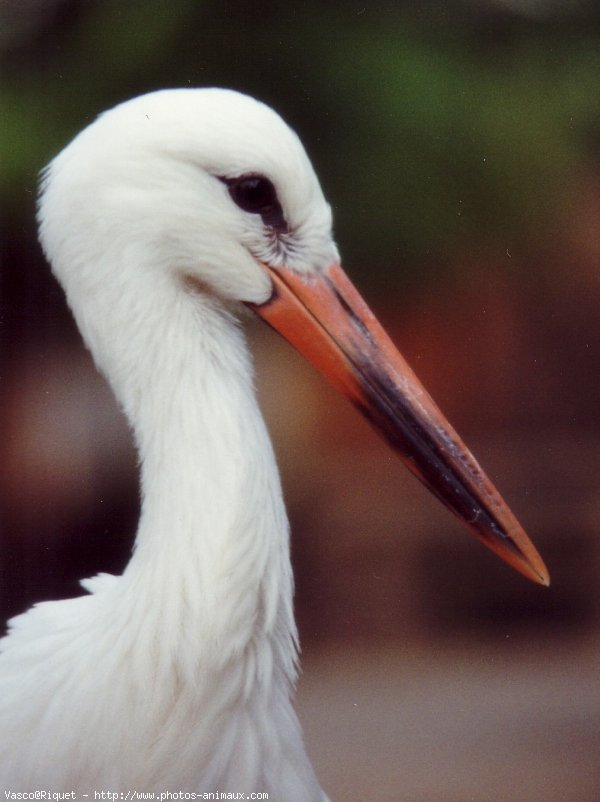 Photo de Cigogne