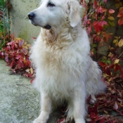 Photo de Golden retriever