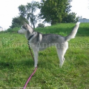 Photo de Husky siberien