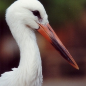 Photo de Cigogne