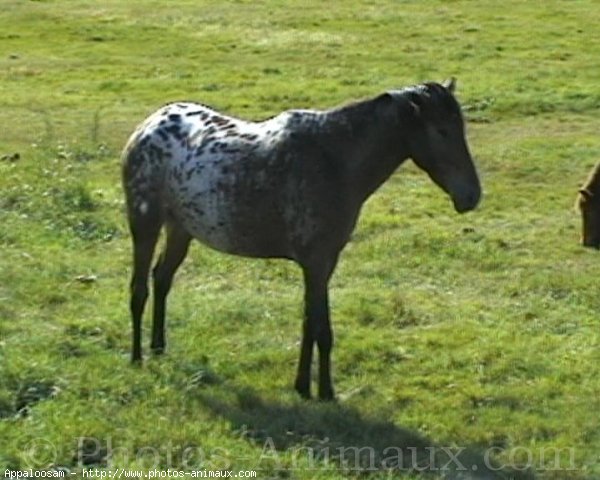 Photo d'Appaloosa