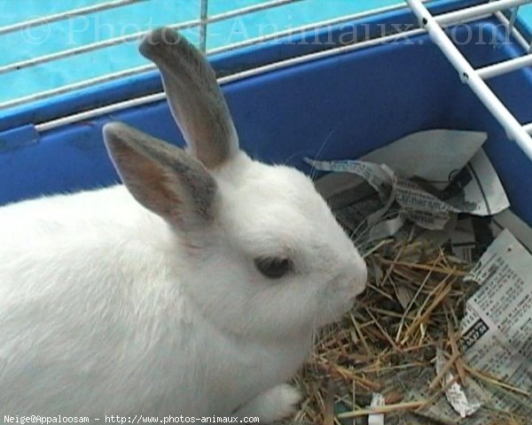 Photo de Lapin