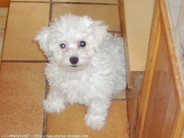 Photo de Bichon  poil fris