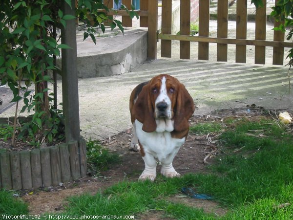 Photo de Basset hound