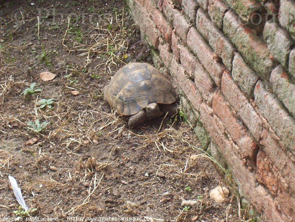 Photo de Tortue