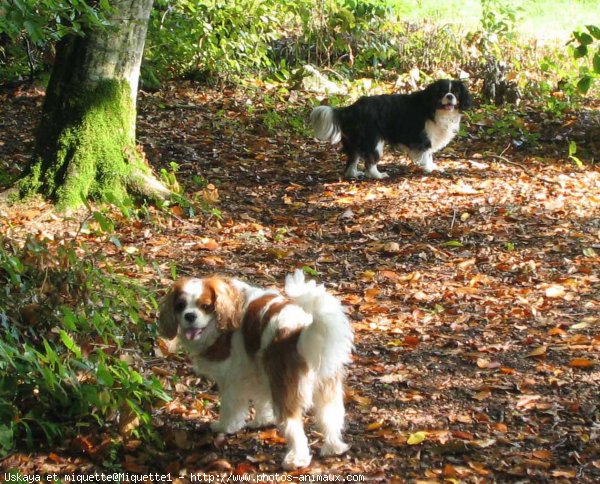 Photo de Cavalier king charles spaniel