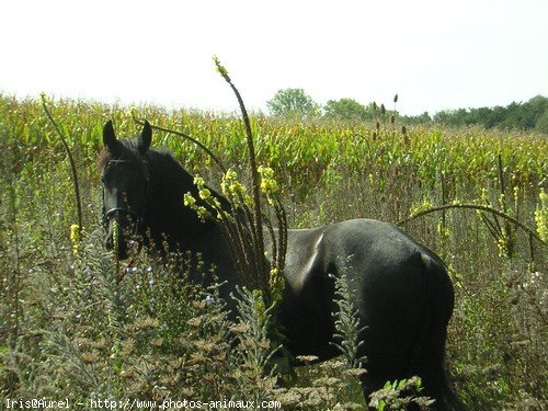 Photo de Frison