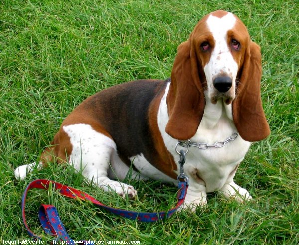 Photo de Basset hound