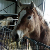 Photo de Haflinger