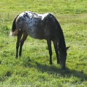 Photo d'Appaloosa