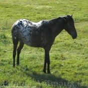 Photo d'Appaloosa