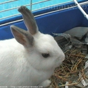 Photo de Lapin