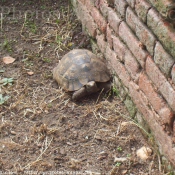 Photo de Tortue