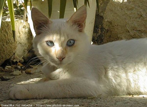 Photo de Chat domestique