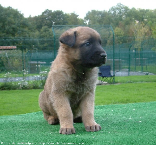 Photo de Berger belge malinois