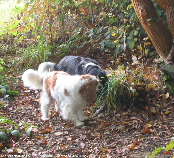 Photo de Cavalier king charles spaniel