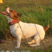 Photo de Jack russell terrier