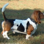 Photo de Basset hound