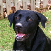 Photo de Labrador retriever