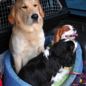 Photo de Cavalier king charles spaniel