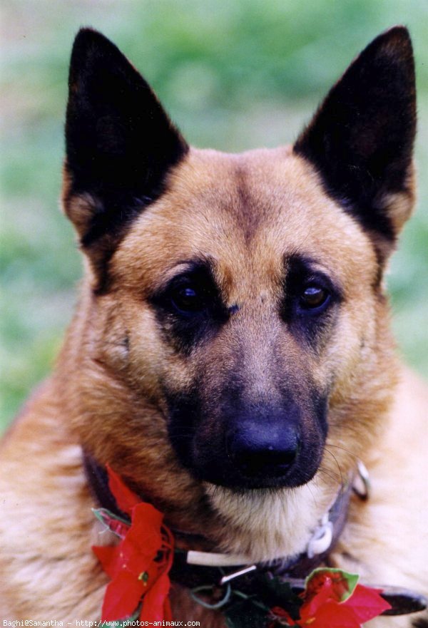 Photo de Berger belge malinois