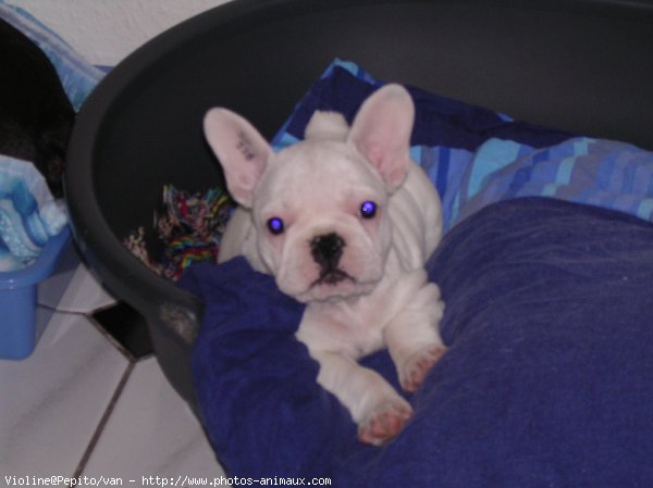 Photo de Bouledogue franais