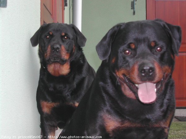 Photo de Rottweiler