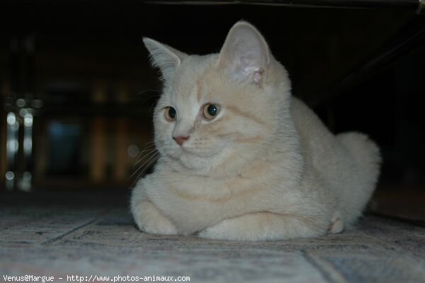 Photo de British shorthair