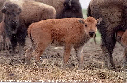 Photo de Bison