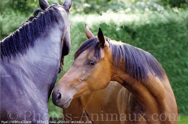 Photo d'Anglo-arabe