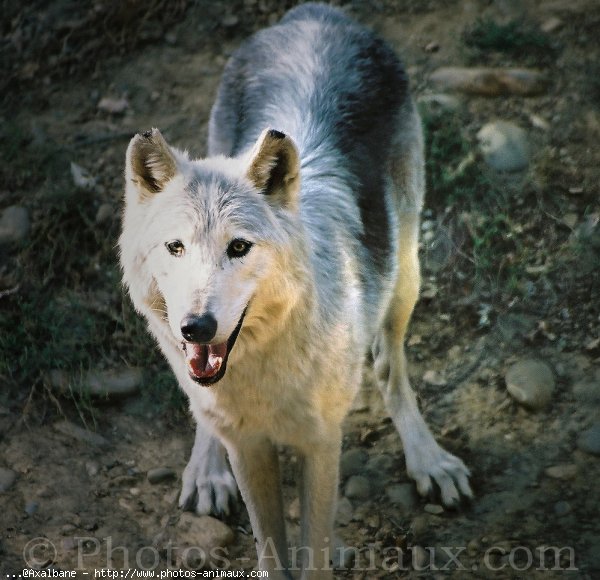 Photo de Loup