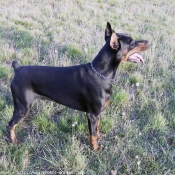 Photo de Dobermann