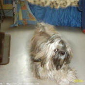 Photo de Shih tzu