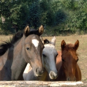 Photo de Races diffrentes