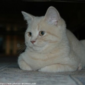 Photo de British shorthair