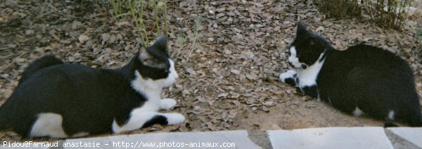 Photo de Chat domestique