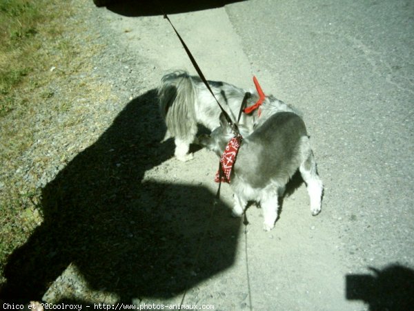 Photo de Schnauzer gant