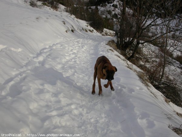 Photo de Boxer