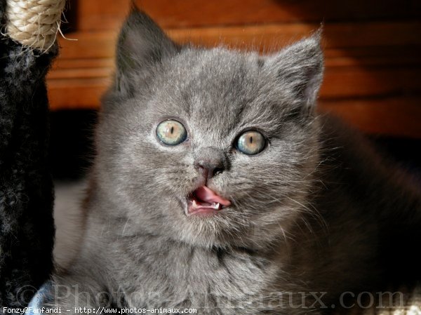 Photo de British shorthair