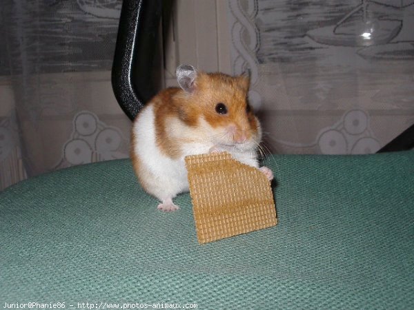 Photo de Hamster