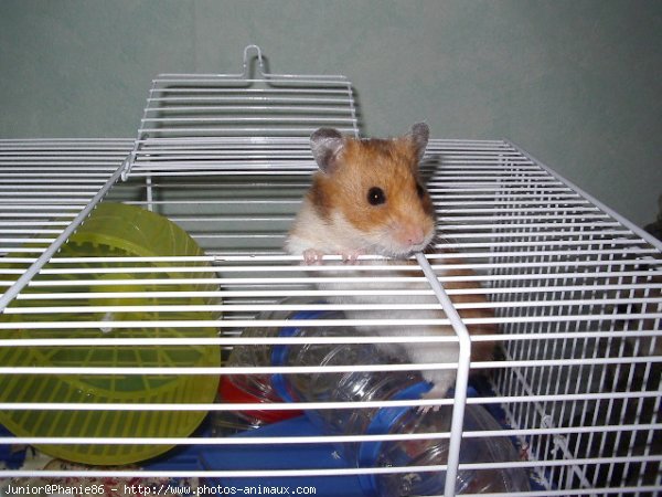 Photo de Hamster