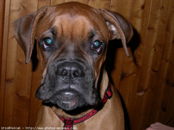 Photo de Boxer