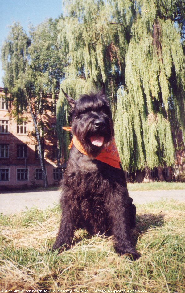 Photo de Schnauzer gant