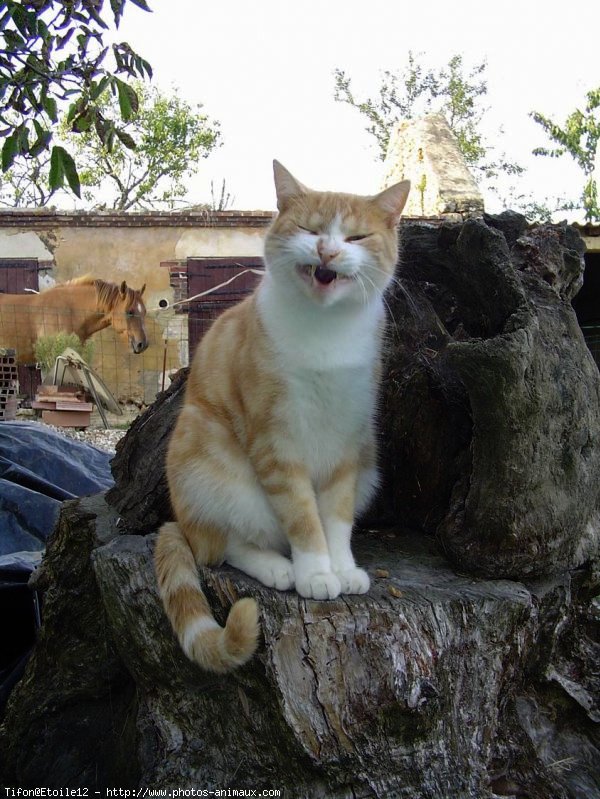 Photo de Chat domestique