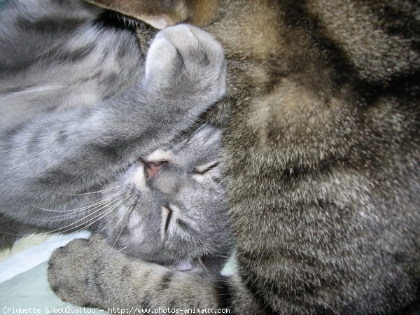 Photo de Chat domestique