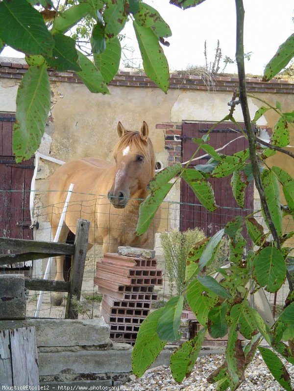 Photo de Croisement