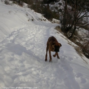 Photo de Boxer