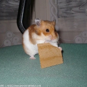 Photo de Hamster