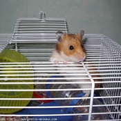 Photo de Hamster